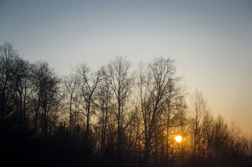 Fototapeta na wymiar Sunset and silhouettes of trees