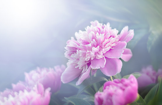 Fototapeta Pink peonies in the garden