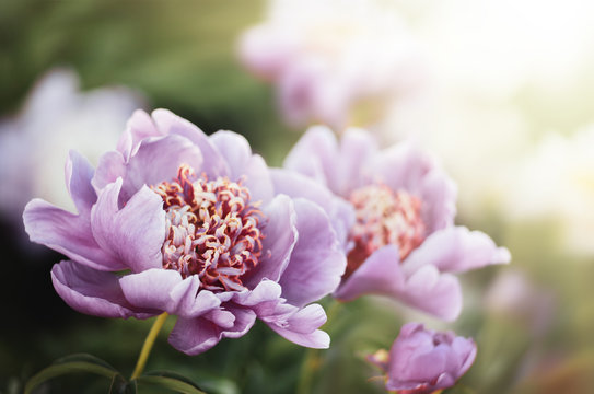 Fototapeta Pink and white peonies in the garden