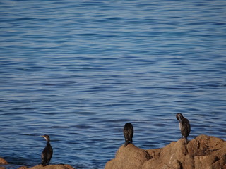 Cormorans face &agrave; la mer en Corse 