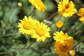 Flowers of Cota tinctoria or yellow chamomile