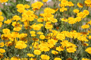 Flowers of Cota tinctoria or yellow chamomile