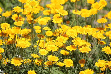 Flowers of Cota tinctoria or yellow chamomile