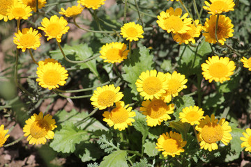 Flowers of Cota tinctoria or yellow chamomile