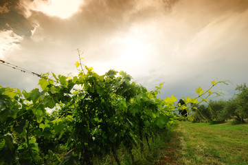 green vineyards in Chianti region with dramatic cloudy sky. Tuscany Italy.