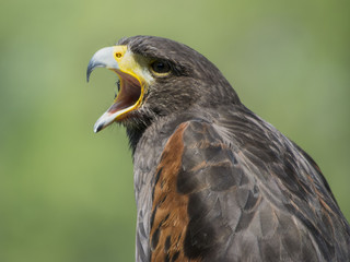 Fototapeta premium First Raptor Plans