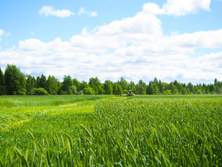 green wheat field and sunny day, the concept of agriculture, harvesting