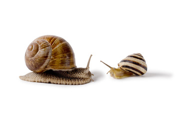 Burgundy snail, and small Snail, Helix pomatia, edible mollusk. Snails isolated against white...