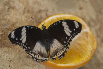 Obraz na płótnie Canvas A mocker swallowtail