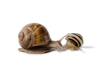 Burgundy snail, and small Snail, Helix pomatia, edible mollusk. Snails isolated against white Background.