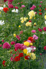 Fleurs colorées en culture, France