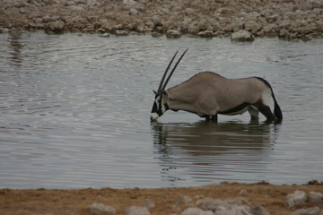 Diere 6
