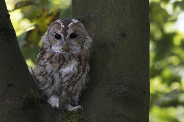 tawny owl