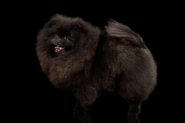 Fototapeta na wymiar Furry Pomeranian Spitz Dog Standing on Isolated Black Background, side view