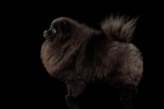 Furry Pomeranian Spitz Dog Standing on Isolated Black Background, side view