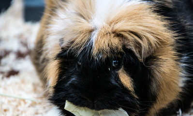 guinea pig animal close up