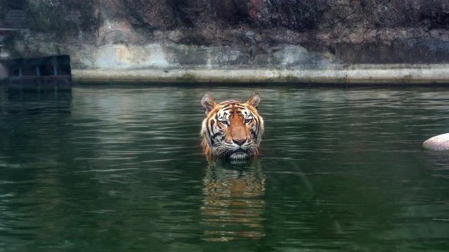 4K Movie of The Bengal tiger, also called the royal Bengal tiger (Panthera tigris), is the most numerous tiger subspecies. It is the national animal of both India and Bangladesh.