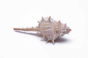 snail shells isolated on white background.