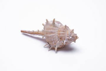 snail shells isolated on white background.