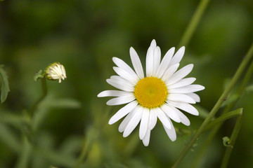 Obraz premium oxeye daisy leucanthemum vulgare