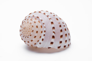 snail shells isolated on white background.