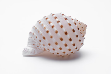 snail shells isolated on white background.