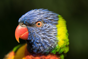 lorikeet portrait, close up, head only, facing left, appears angry.