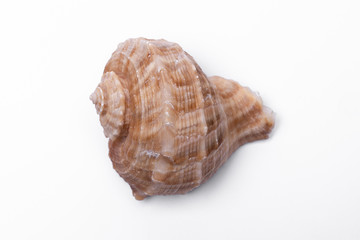 snail shells isolated on white background.