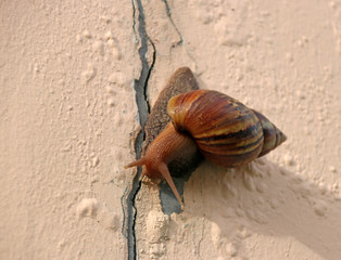 Snail slowly walking on the rose pink color wall. it is a mollusk with a single spiral shell into...