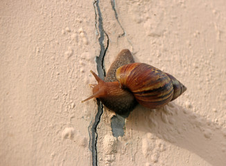 Snail slowly walking on the rose pink color wall. it is a mollusk with a single spiral shell into...