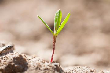 New life in the spring, young leaves of a plant growing out of the dry soil in the garden or field.