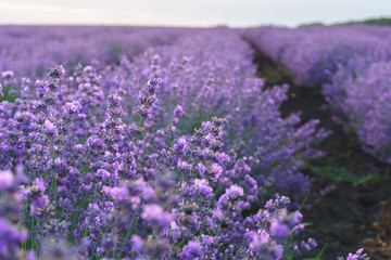 Beautiful violet lavender flowers in soft focus on lavender field.