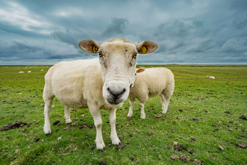 Küstenschutz - Schafe an der nordfriesischen Küste, stürmisches Wetter