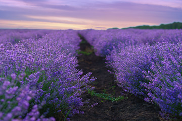 Fototapeta premium Lavender flowers in rows on lavender field.