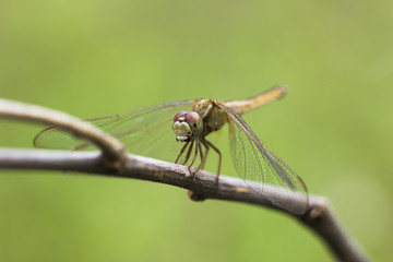 dragonfly at bushes