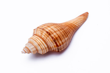 snail shells isolated on white background.