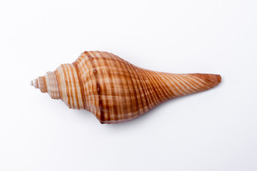 snail shells isolated on white background.