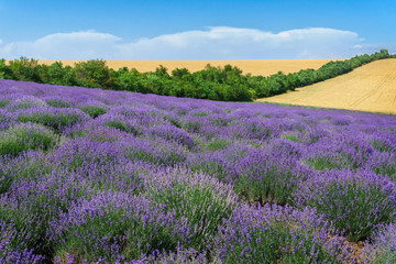 Fototapeta na wymiar Lavender field in sunlight beautiful lavender in Moldova.