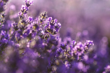 Violet lavender flowers at sunlight in a soft focus.