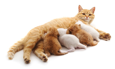 Cat with kittens.