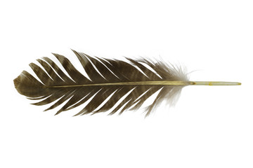 feather on white background 
