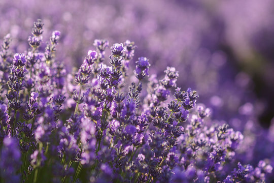 Beautiful violet lavender flowers in soft focus. © Modella