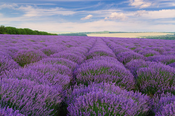 Naklejka na ściany i meble Hills landscape with lavender field in summer.