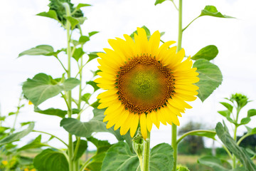 closeup blooming sunflower on a sky background .