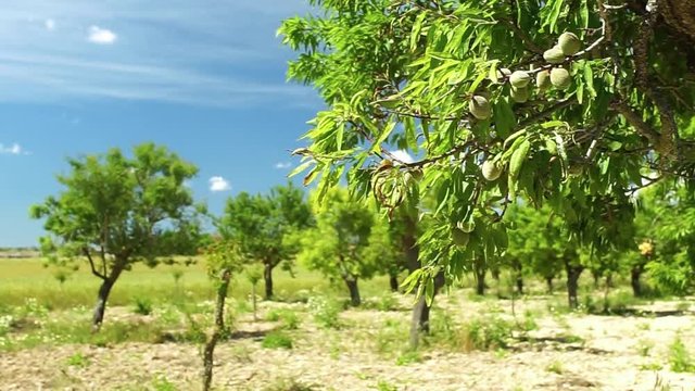 View of almond tree field with green almond fruits hanging on branch