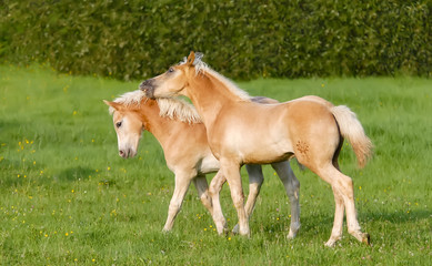 Haflinger horses two foals playing in a meadow