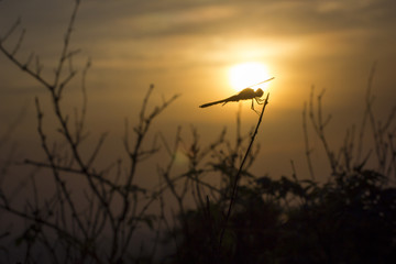 dragonfly behind sun