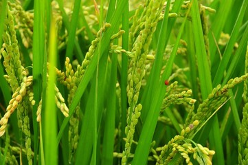Rice field in Taiwan