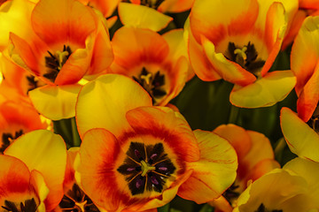Yellow tulip