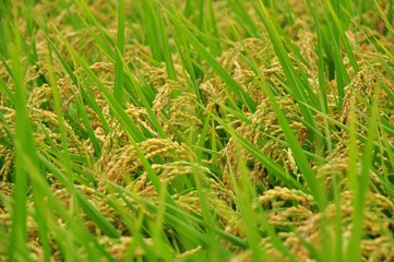 Rice field in Taiwan